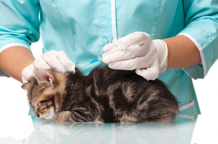 Прививки котятам
