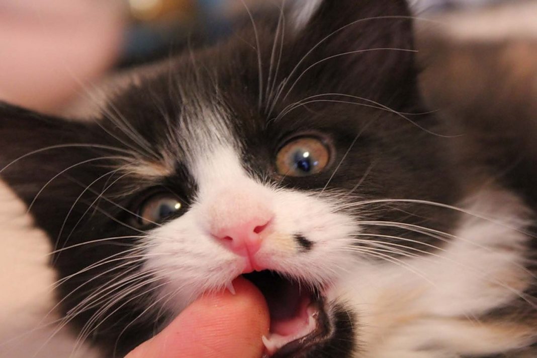 8 советов, как отучить котенка кусаться и царапаться – Pet-Mir.ru