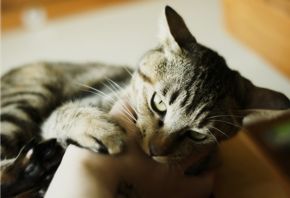 8 советов, как отучить котенка кусаться и царапаться – Pet-Mir.ru