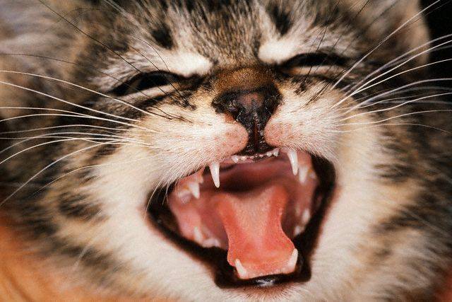 Смена зубов у котят
