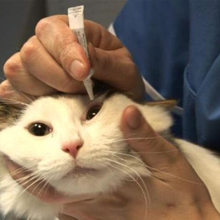 Лечение глаз у кошки
