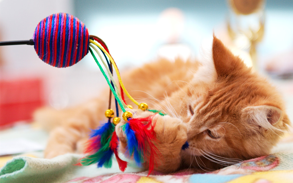 5 игрушек для кошек, которые вы можете сделать своими руками | Догги Академия | Дзен