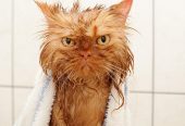 как купать кота который боится воды