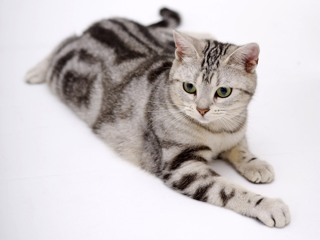 Породы серых полосатых кошек с фотографиями