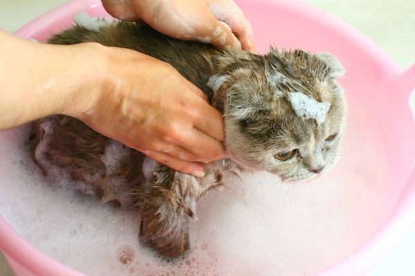 Cat washing1