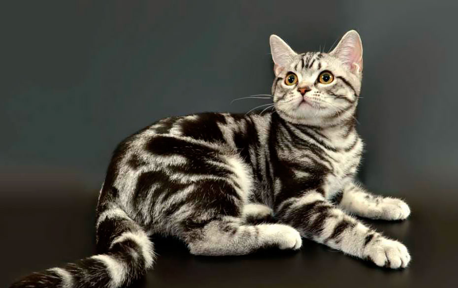 Американская короткошерстная кошка: описание породы с фото — Pet-Mir.ru