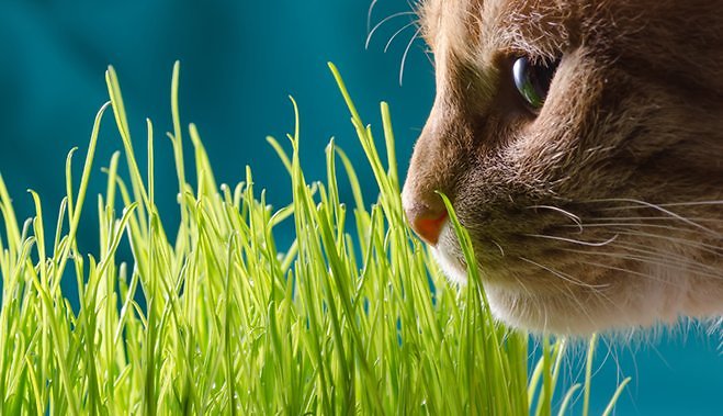 как посадить траву для кошек дома