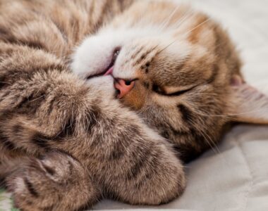 сколько часов в сутки спит кошка