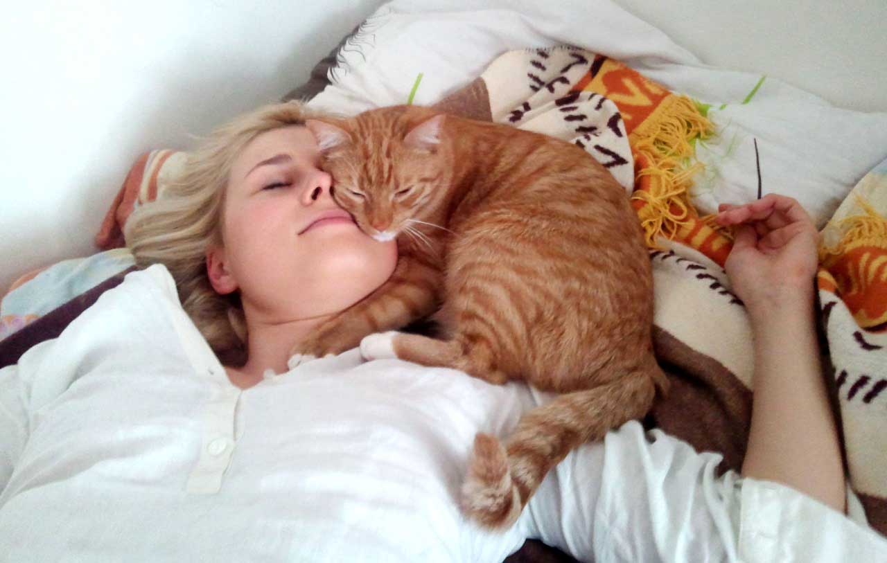 рыжий кот спит на человеке