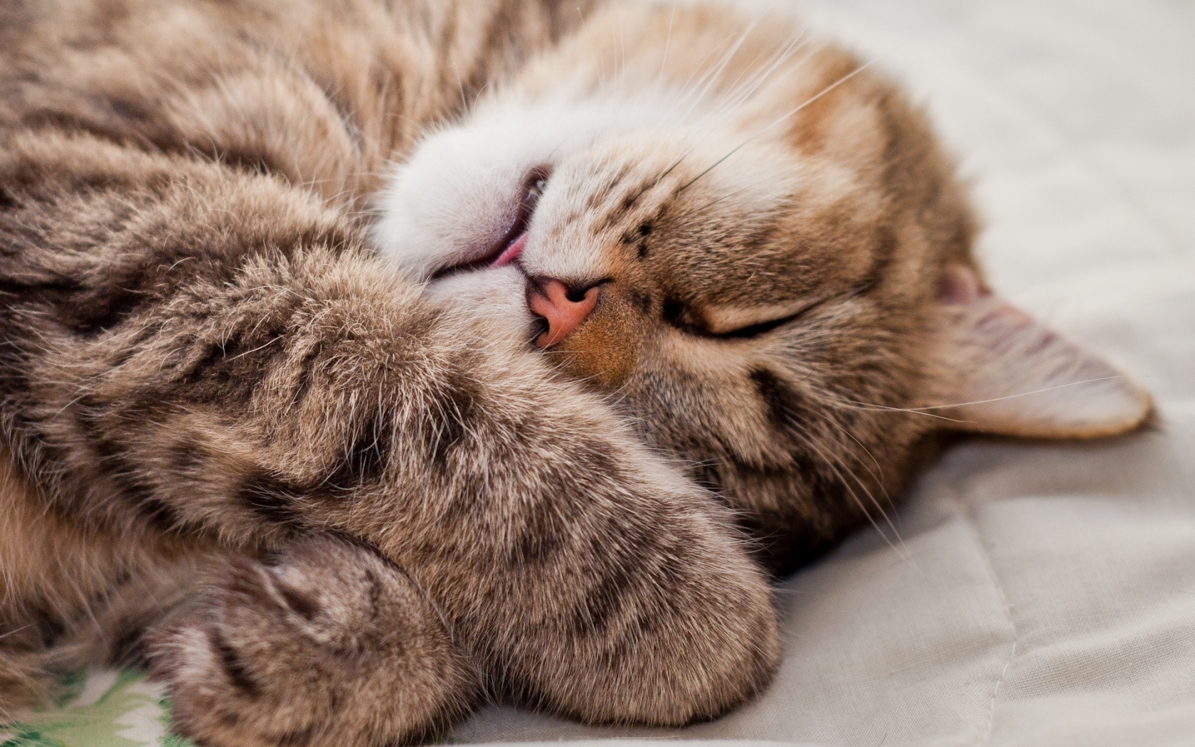 Сколько часов спят кошки в сутки — Pet-Mir.ru