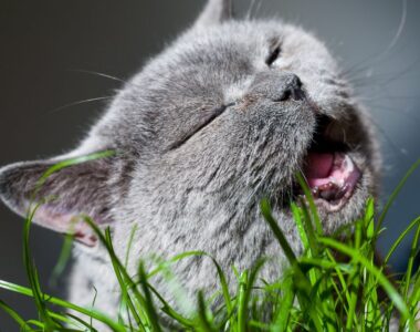 кот ест траву