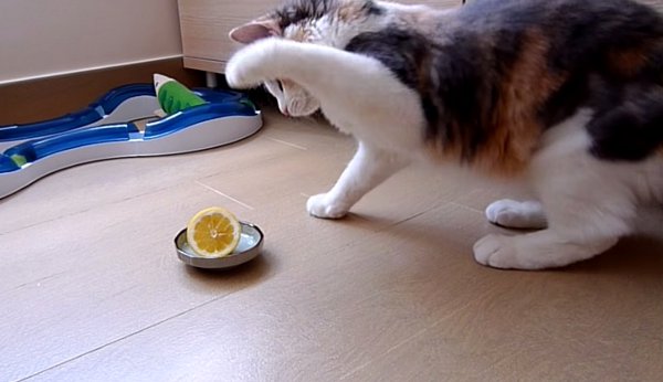 кошка и лимон