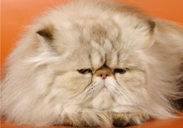 Кошки с приплюснутой мордой – Pet-Mir.ru