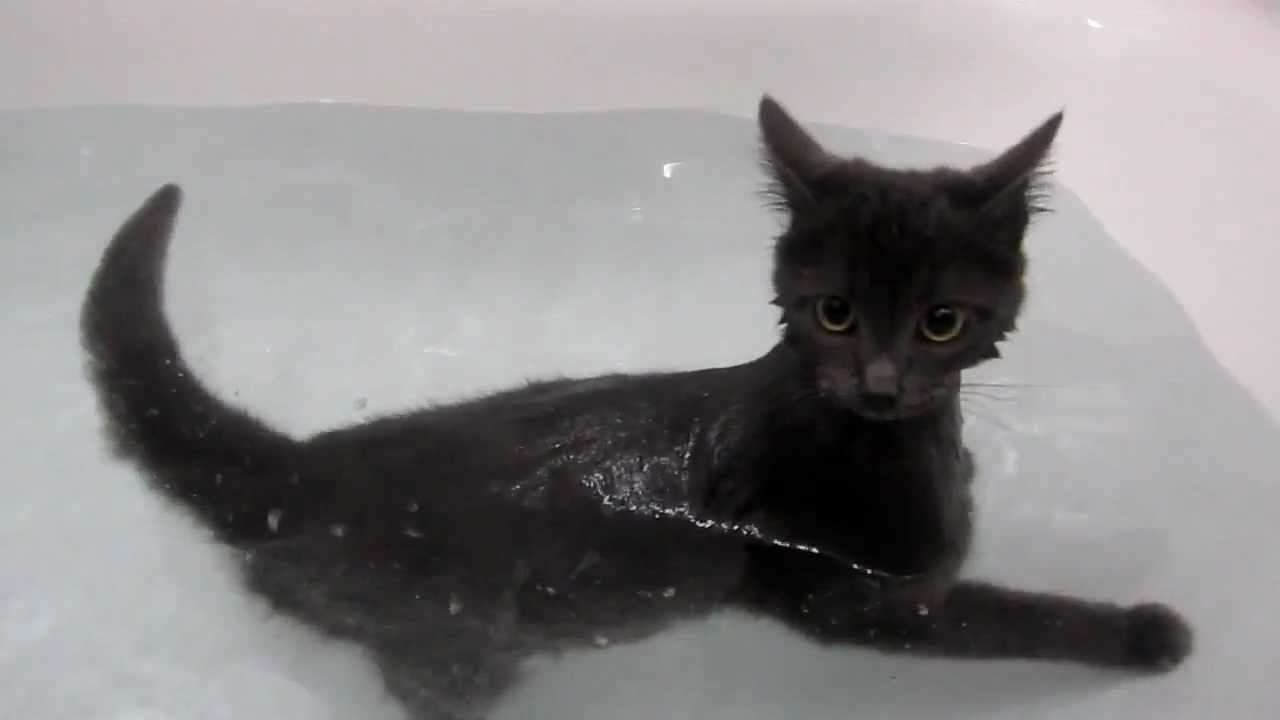 как приучить кота к воде
