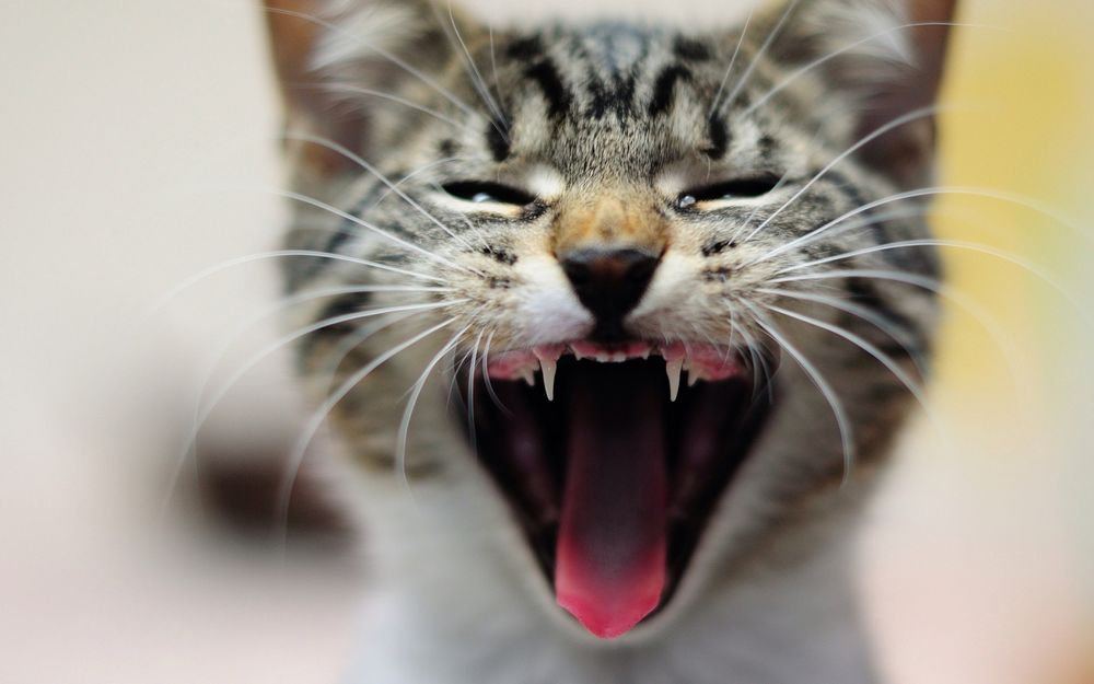 почему у кошки пахнет изо рта