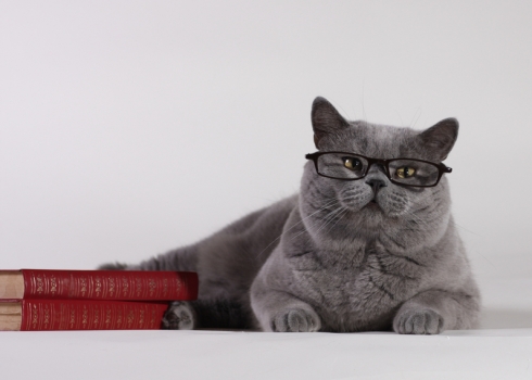 самые умные кошки в мире топ 10