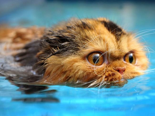 почему коты боятся воды