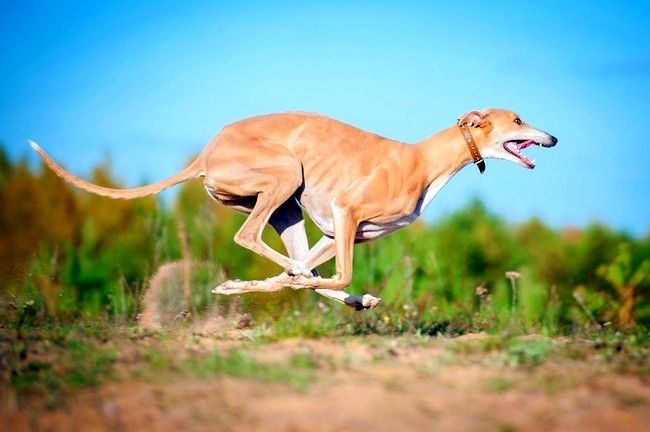 Самая быстрая собака в мире – Pet-Mir.ru