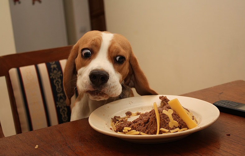 собака смотрит в тарелку