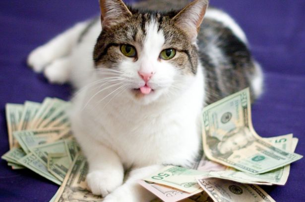 Самые дорогие коты топ 10