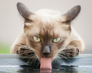 кот пьет много воды