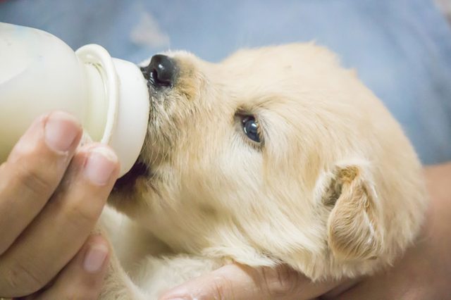 можно ли собакам пить молоко