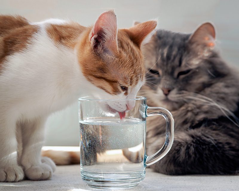 почему кошка стала много пить воды