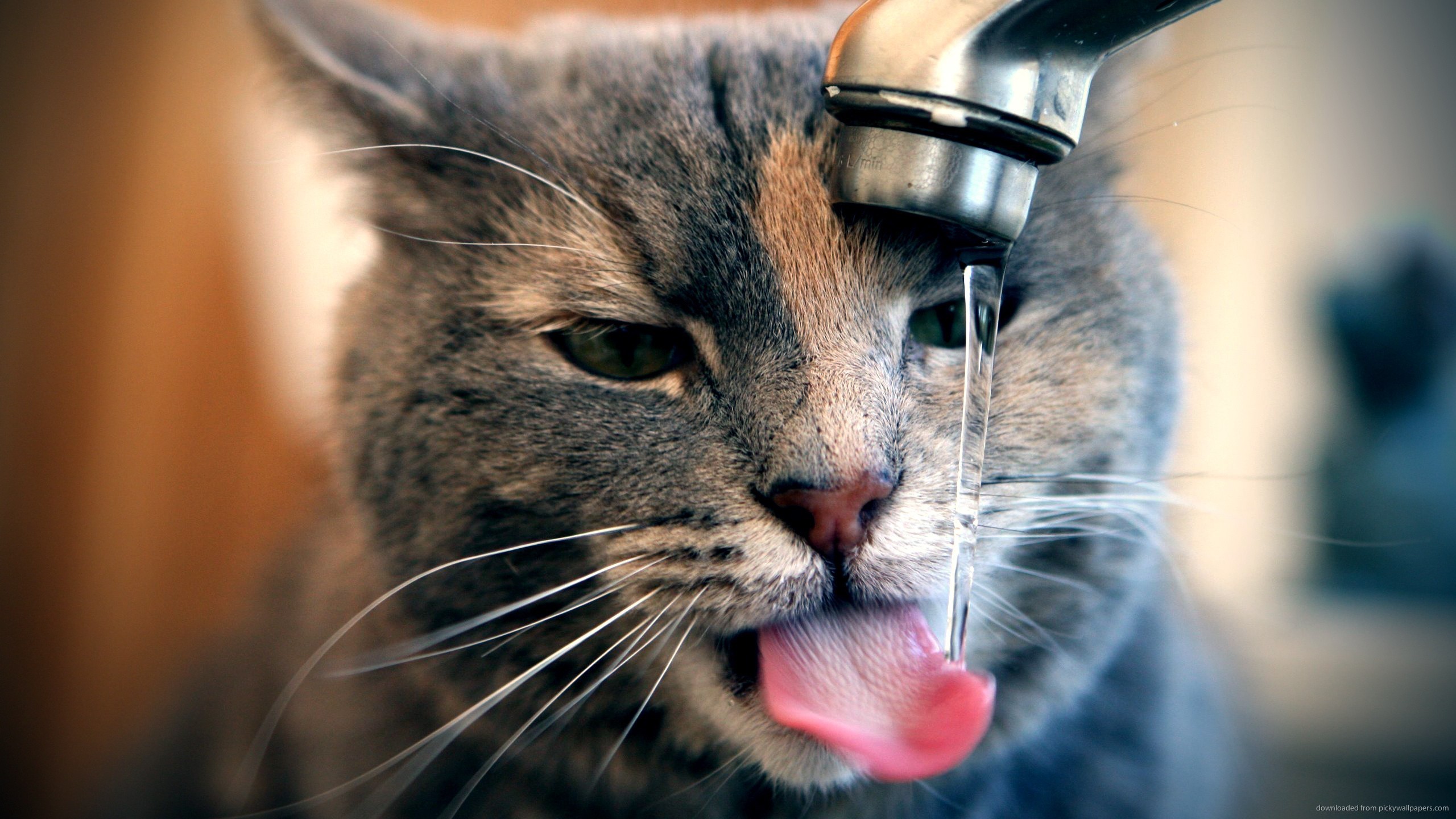 кошка пьет много воды