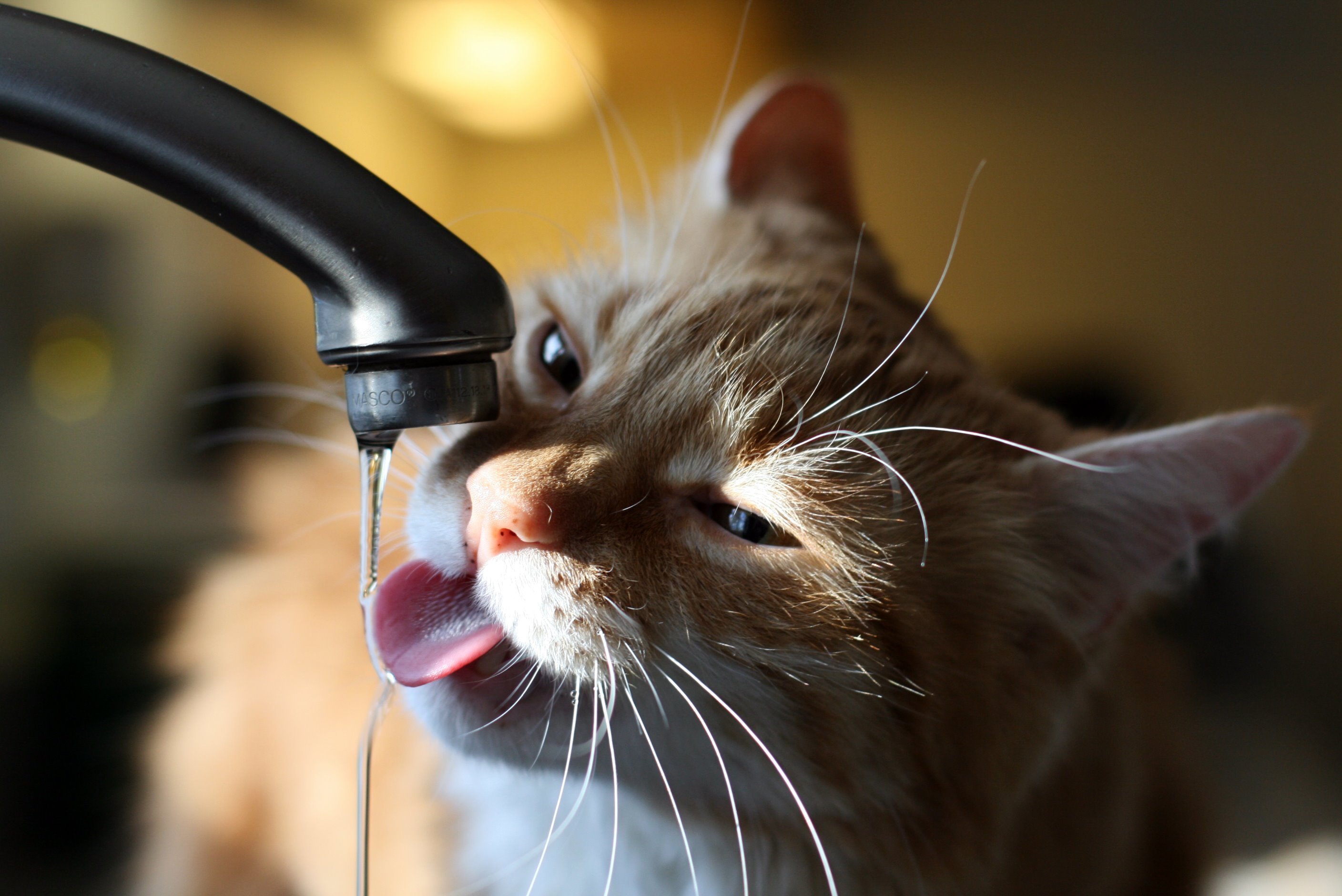 кошка много пьет воды причина