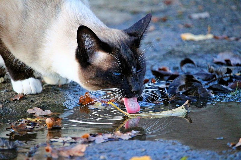 кот много пьет воды что это значит