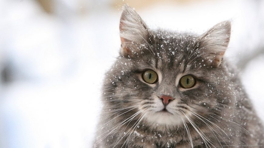 как узнать возраст кота