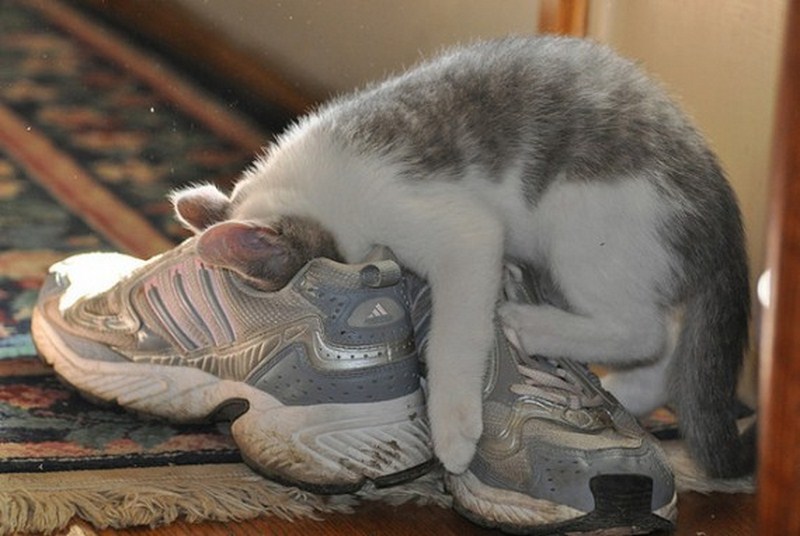 как убрать запах мочи кошки с обуви