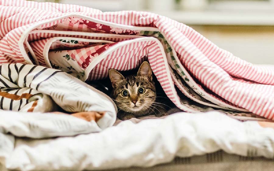 кот прячется под одеяло