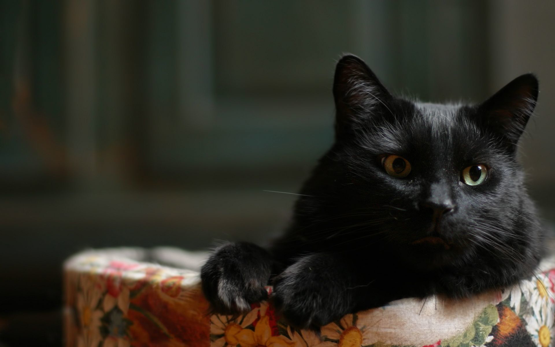 Как определить возраст кота или кошки по внешним признакам — Pet-Mir.ru