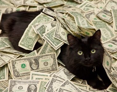 самые дорогие кошки