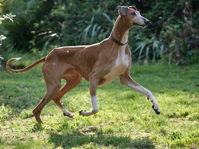 Самая быстрая собака в мире фото