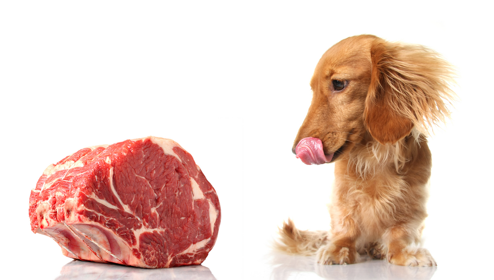 собака и кусок мяса