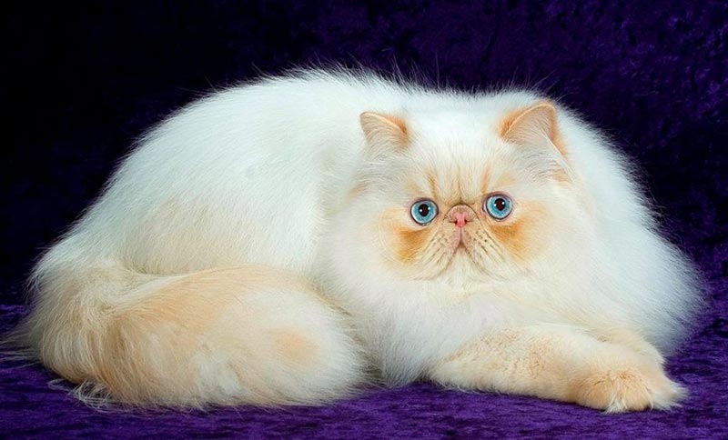 ласковая персидская кошка