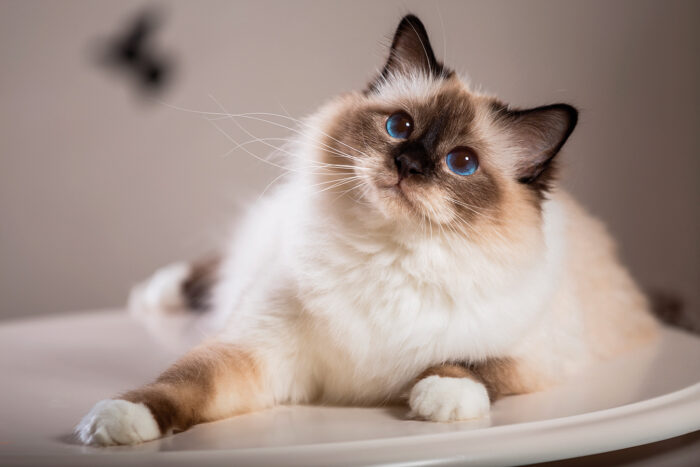 Фото самые популярные породы кошек