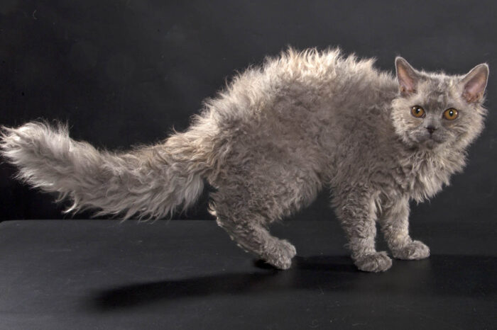 Фото самые популярные породы кошек
