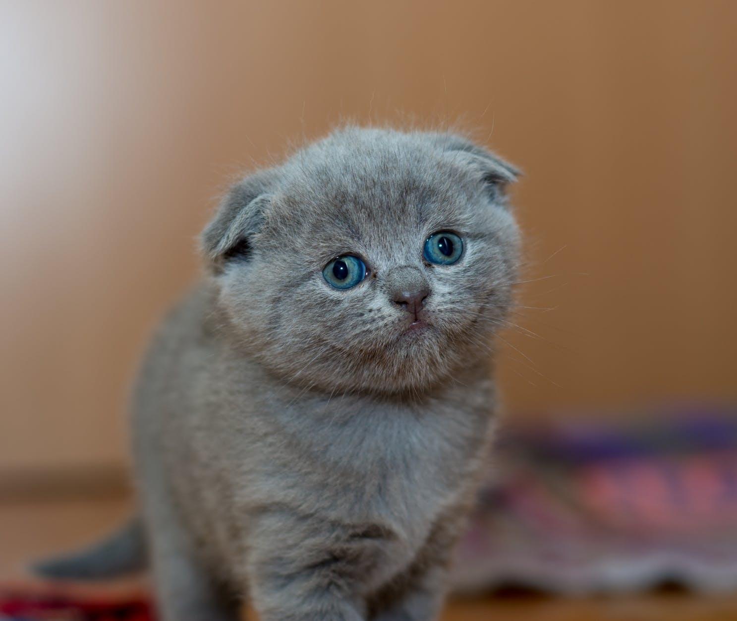 Вислоухие котята скоттиш фолд