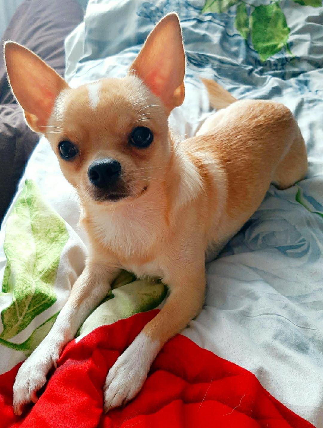 чихуахуа для вязок. чихуахуа для вязок. спаривание чихуахуа. вязка чихуахуа. вязка чихуахуа.