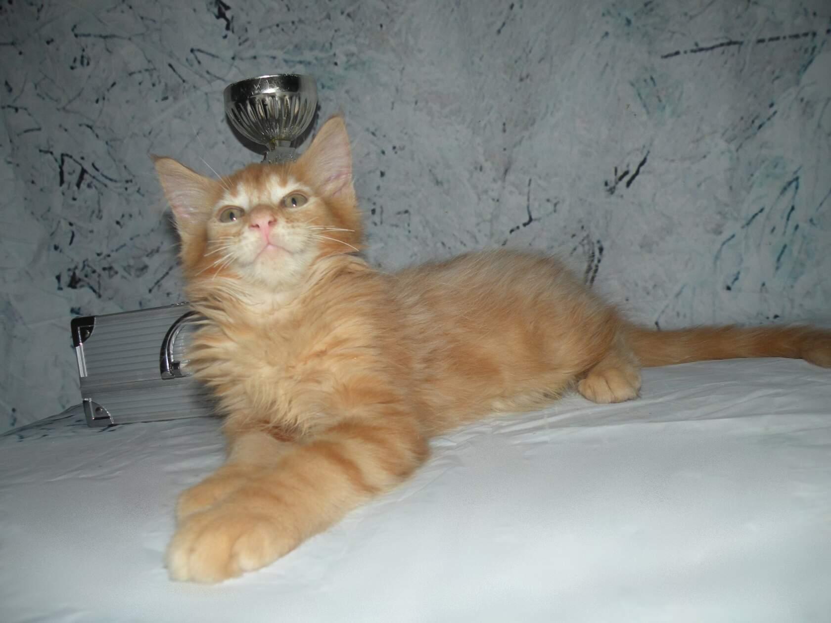 Котята Мейн Кун Купить В Туле