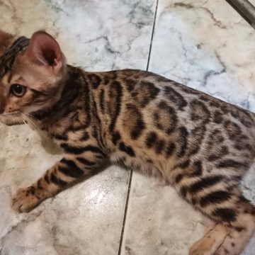 Бенгальская порода кошек продам