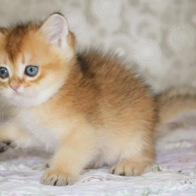 Котенок золотая шиншилла фото цена