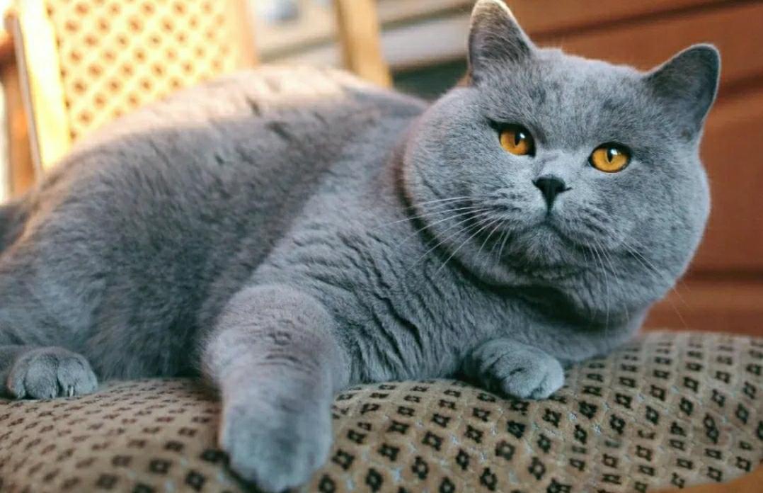 Британская. Британская короткошёрстная кошка. Витанская короткошёрстная кошка. Британский короткошерстный кот серый. Британская короткошёрстная кошка голубая.