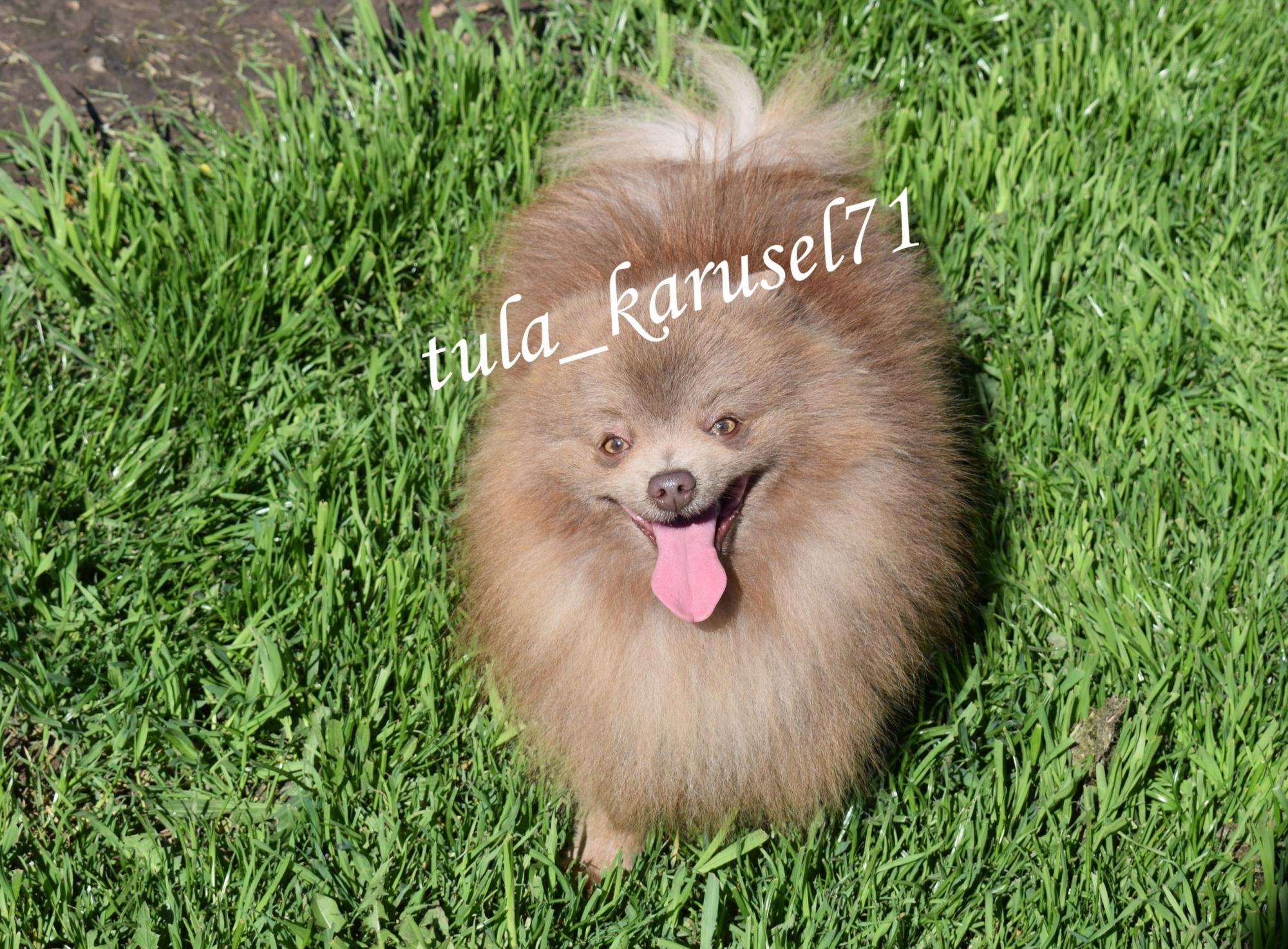 Лиловый шпиц