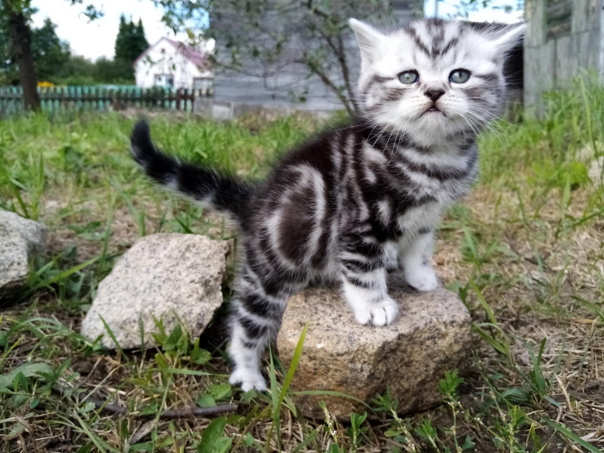 Британские мраморные котята. Мраморный британец. Британские мраморные котята фото. Котята мраморного окраса.