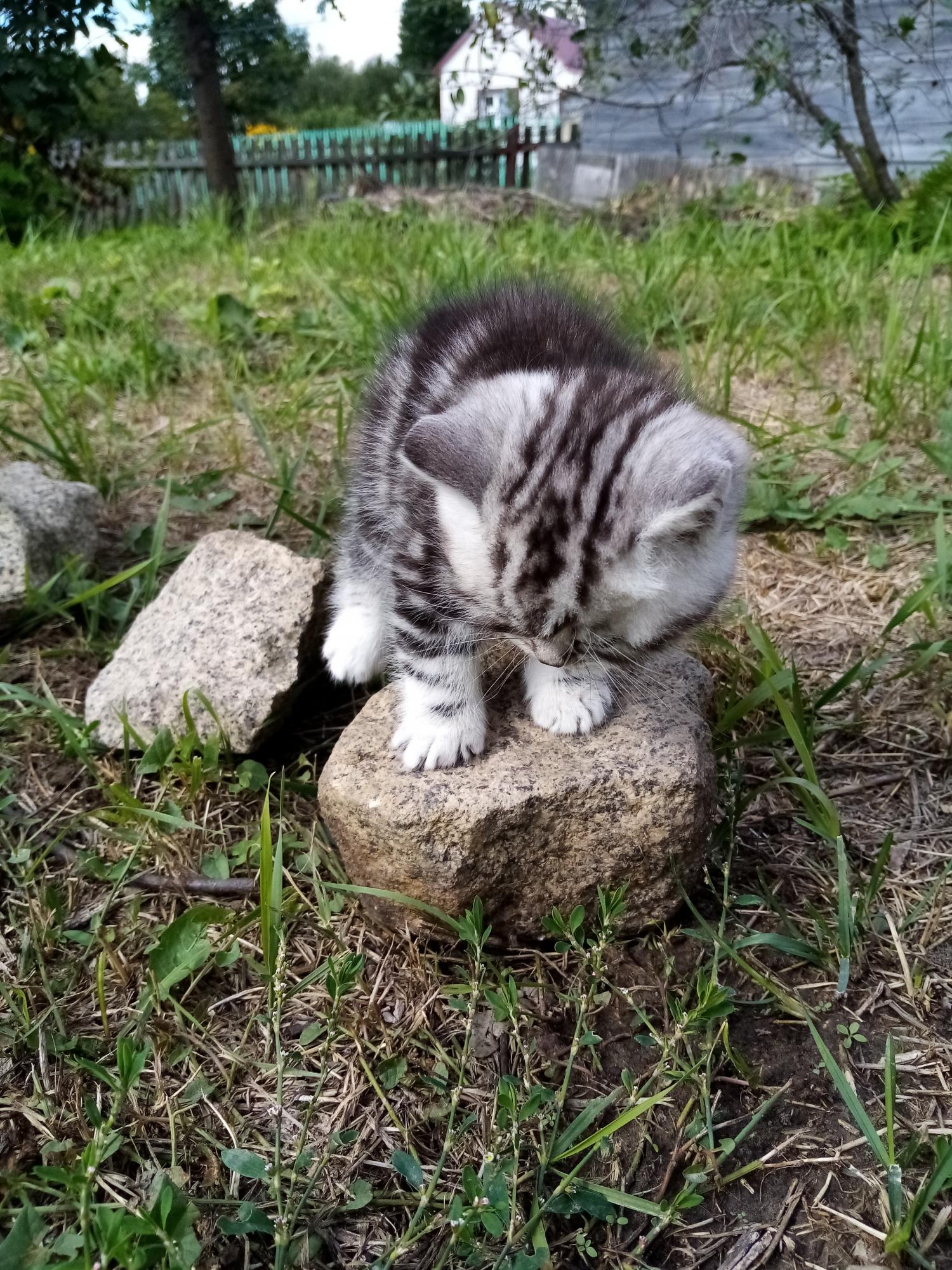 Фото британского кота мраморного окраса