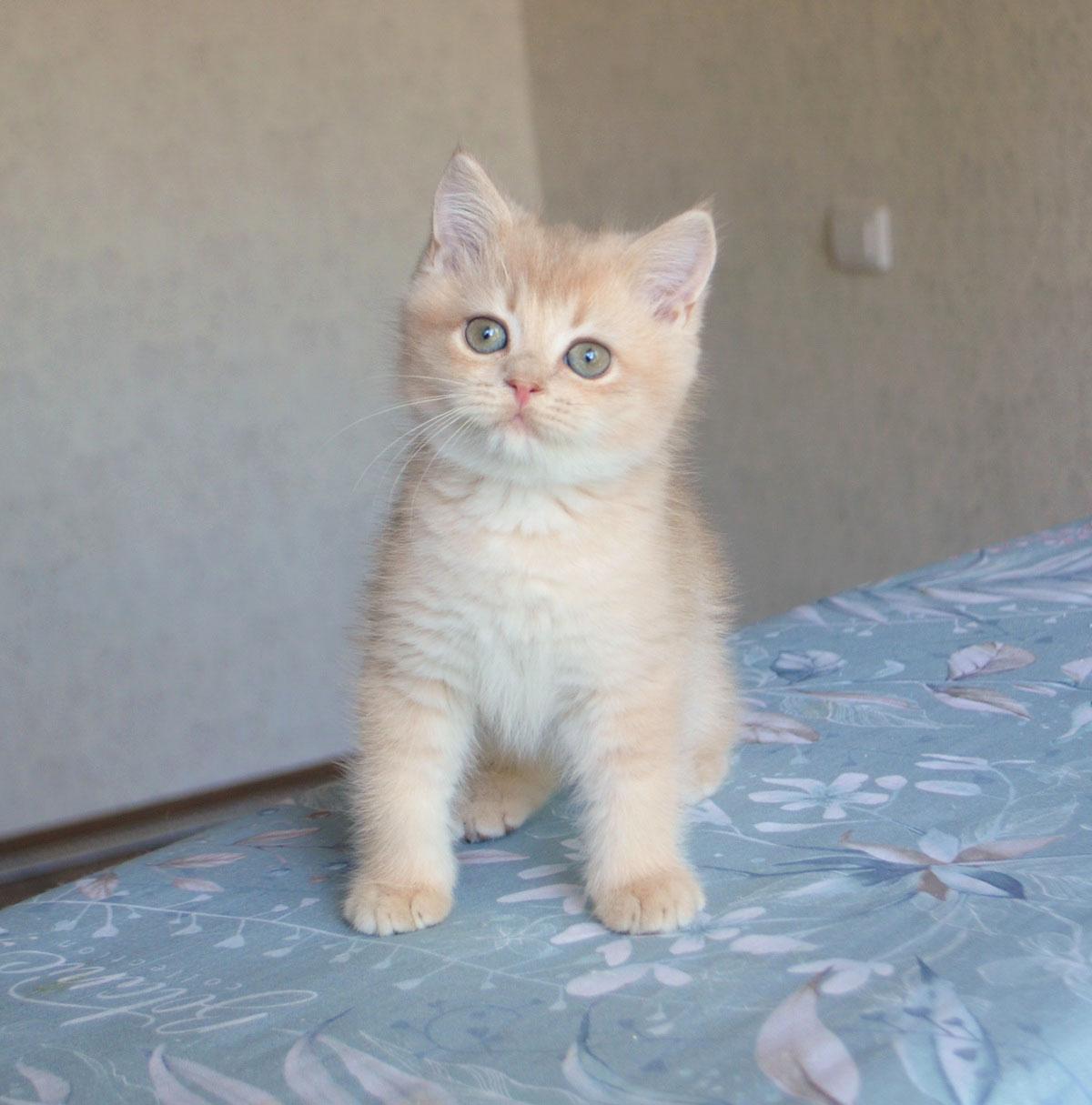 5f453ddad16cb61dcd17e9a4-1.jpg
